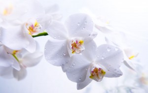 White-Orchid-WideScreen-S